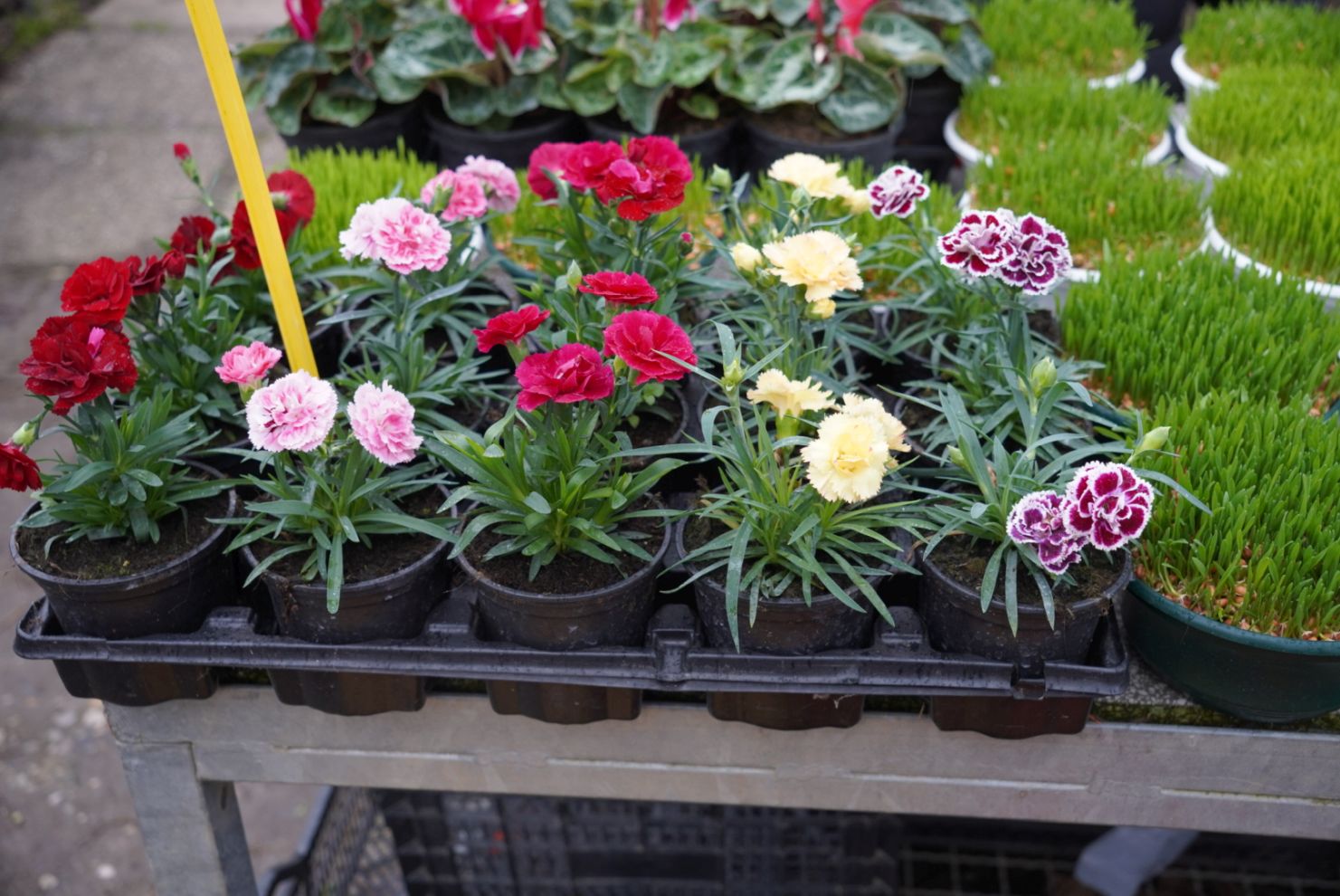 Sajam srijedom 17.12.2025 (11)