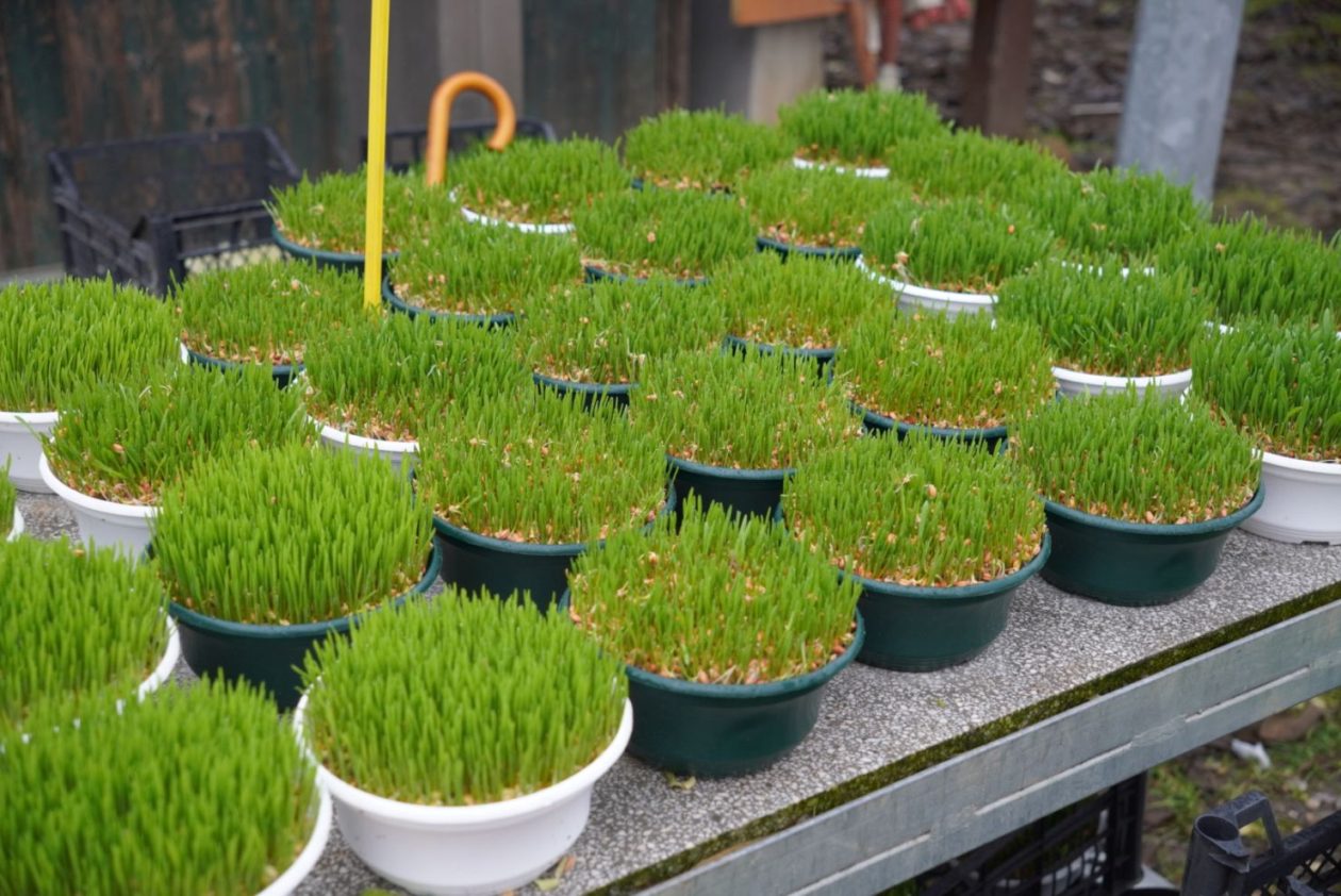 Sajam srijedom 17.12.2025 (12)