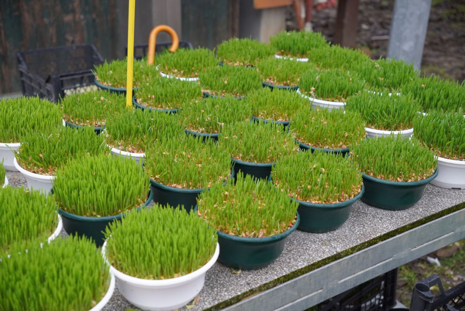 Sajam srijedom 17.12.2025 (12)