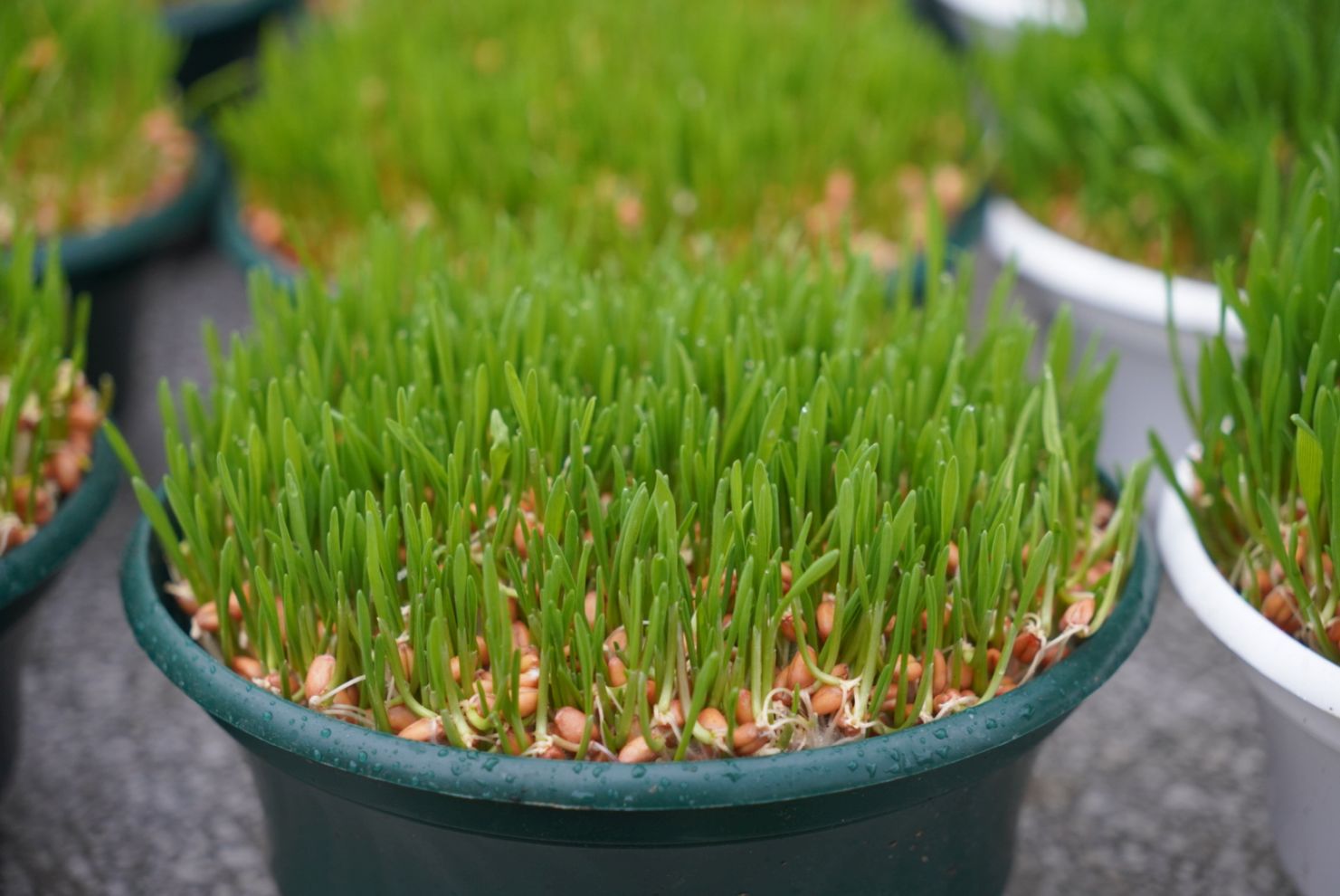 Sajam srijedom 17.12.2025 (13)