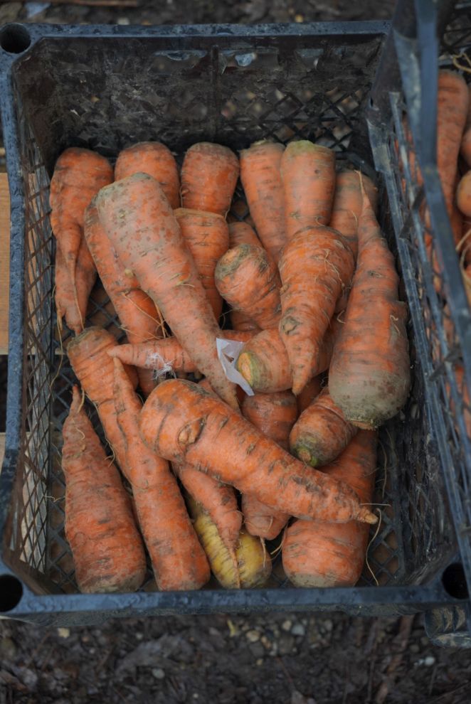 Sajam srijedom 17.12.2025 (25)
