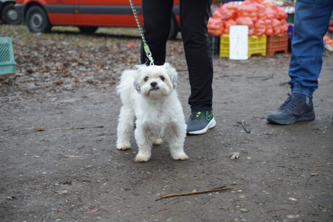 Sajam srijedom 17.12.2025 (30)