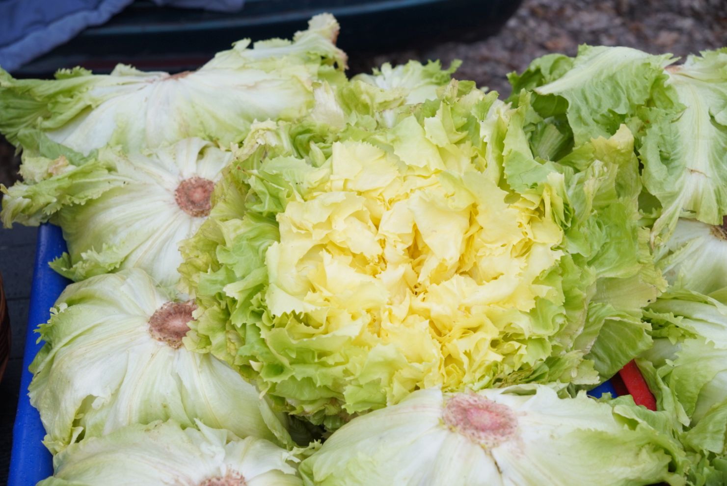 Sajam srijedom 17.12.2025 (36)