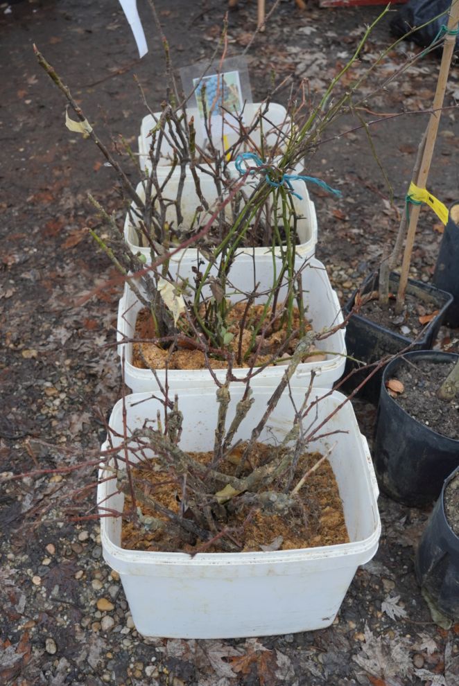 Sajam srijedom 17.12.2025 (7)