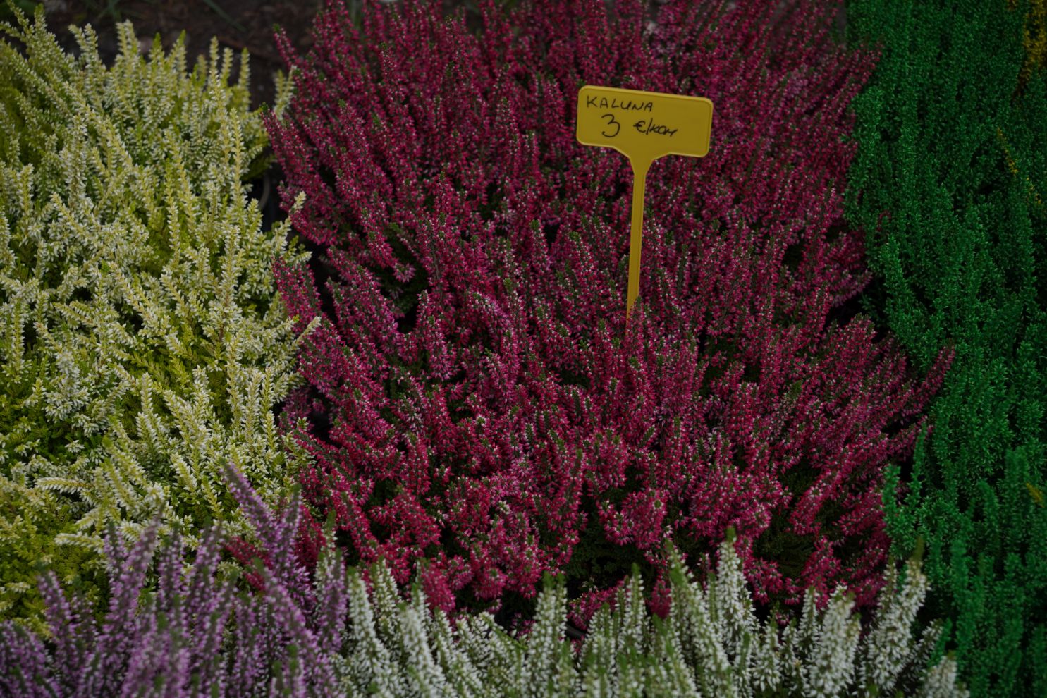 Sajam srijedom 17.9.2025 (12) Sajam srijedom 17.9.2025 (12)