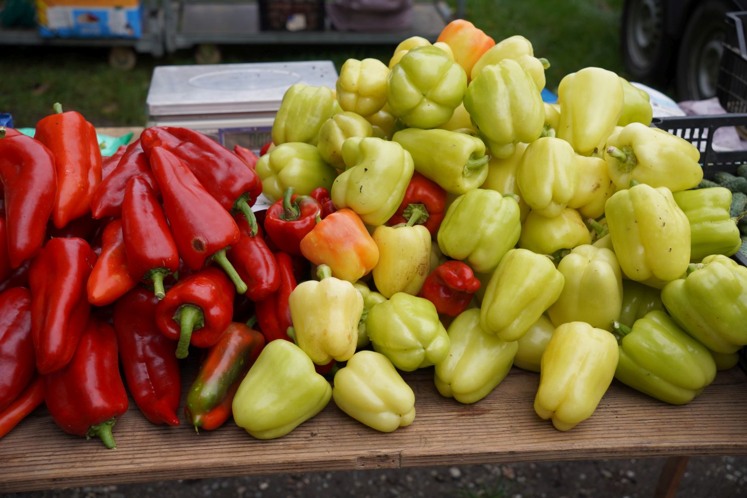 Sajam srijedom 17.9.2025 (16) Sajam srijedom 17.9.2025 (16)