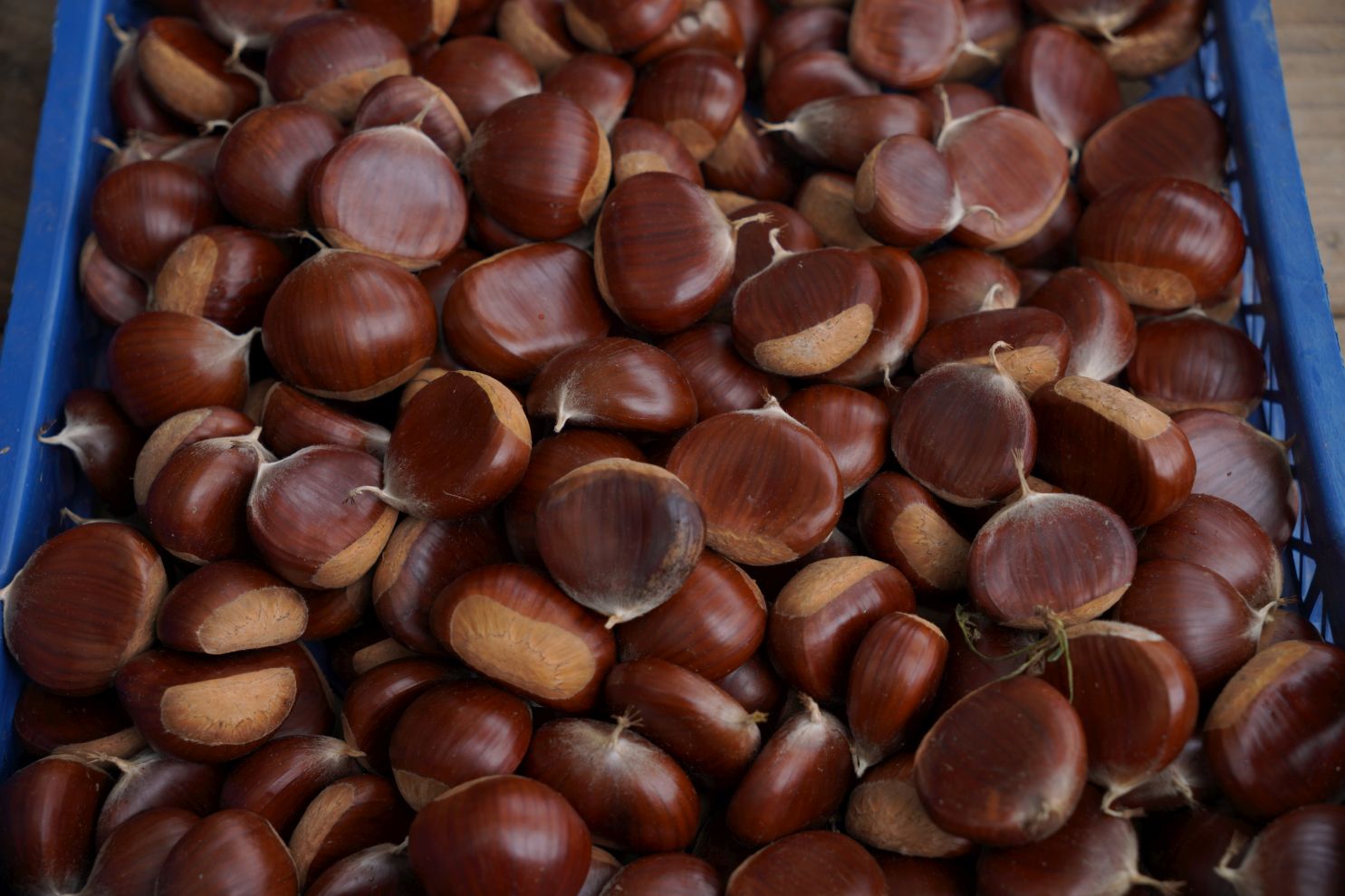 Sajam srijedom 17.9.2025 (18) Sajam srijedom 17.9.2025 (18)