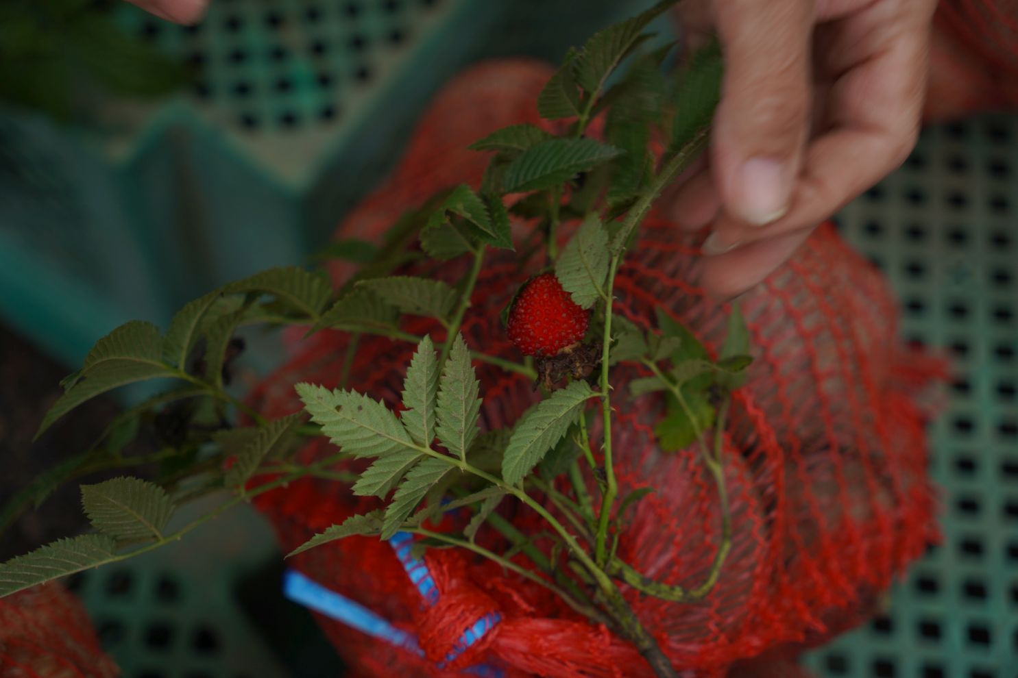 Sajam srijedom 17.9.2025 (21) Sajam srijedom 17.9.2025 (21)