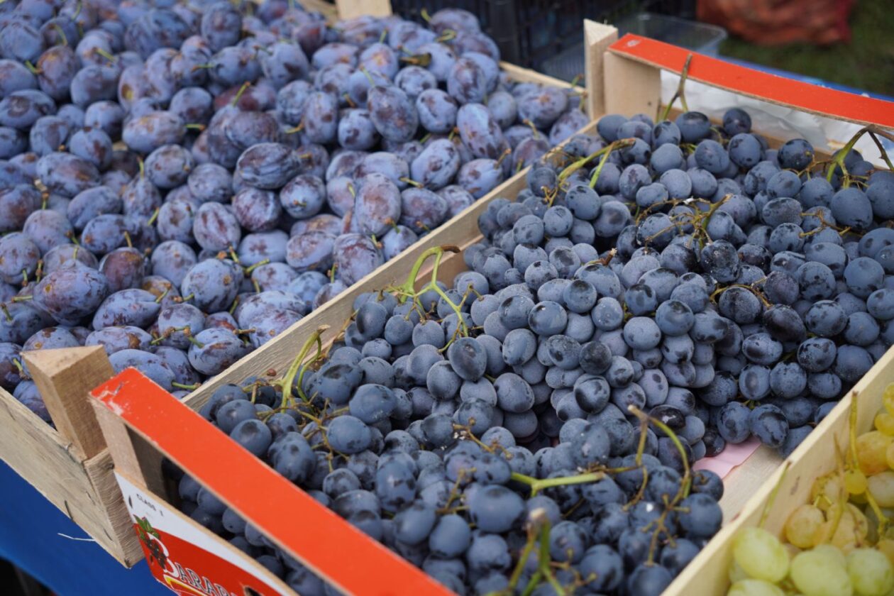 Sajam srijedom 17.9.2025 (32) Sajam srijedom 17.9.2025 (32)