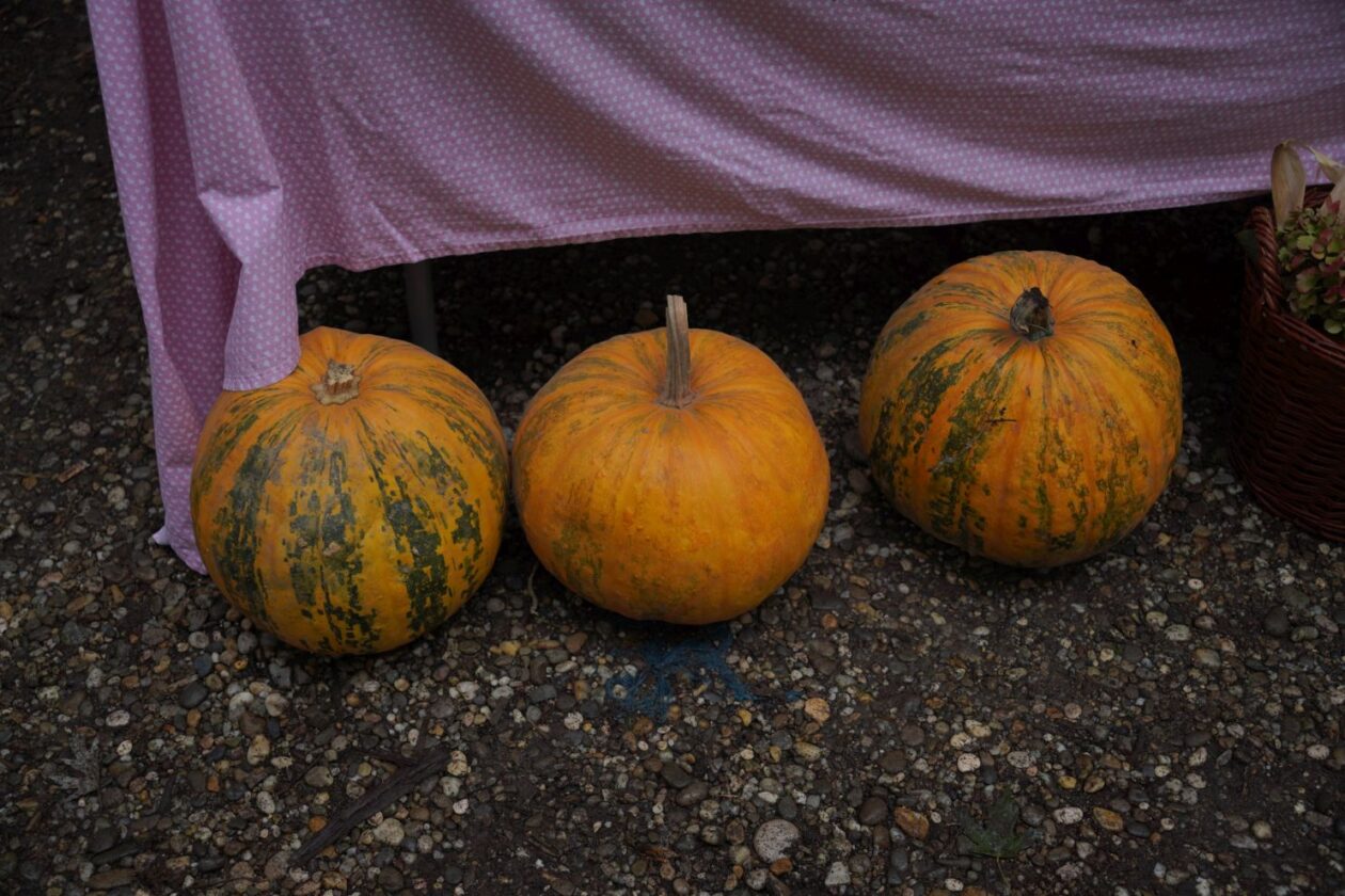 Sajam srijedom 17.9.2025 (38) Sajam srijedom 17.9.2025 (38)