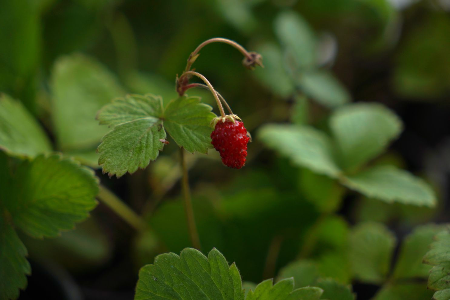 Sajam srijedom 17.9.2025 (48) Sajam srijedom 17.9.2025 (48)