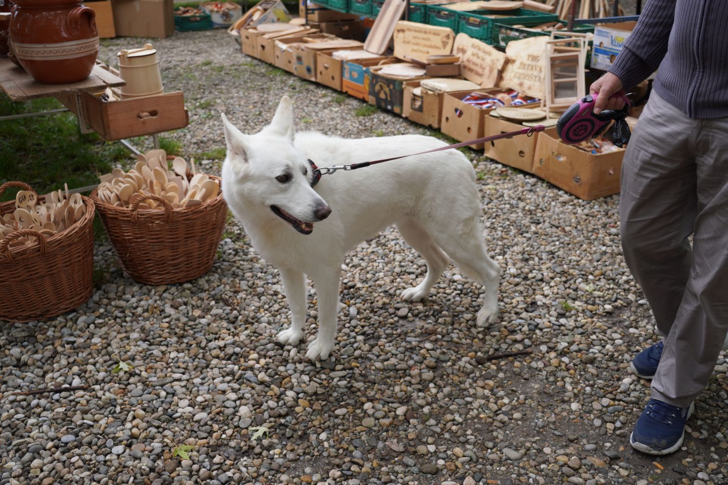 švicarski bijeli ovčar Bassanty Lord auf North