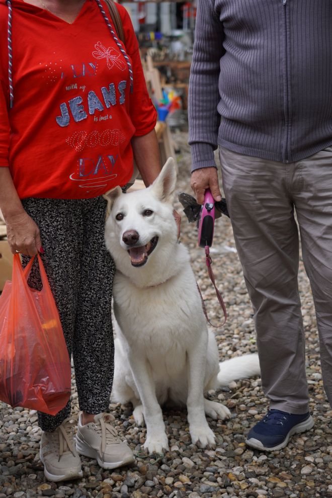 švicarski bijeli ovčar Bassanty Lord auf North