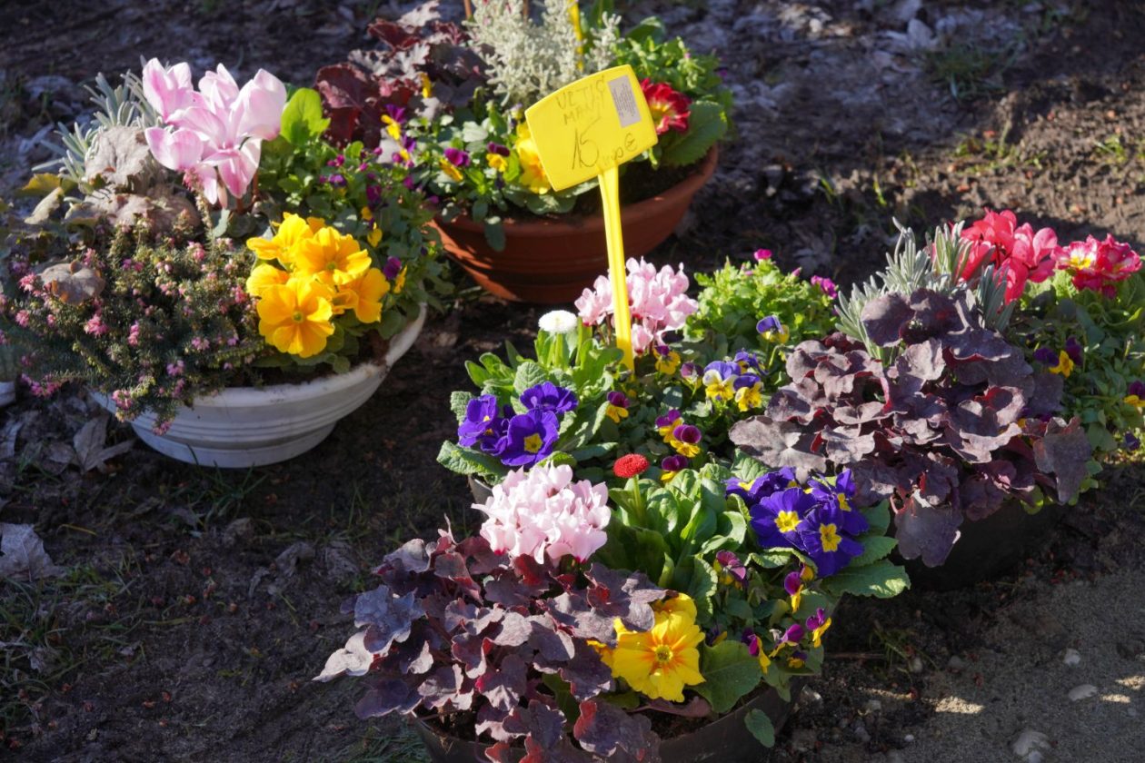 Sajam srijedom 18.2.2026 (1)