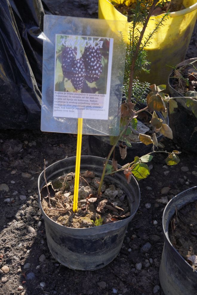 Sajam srijedom 18.2.2026 (28)