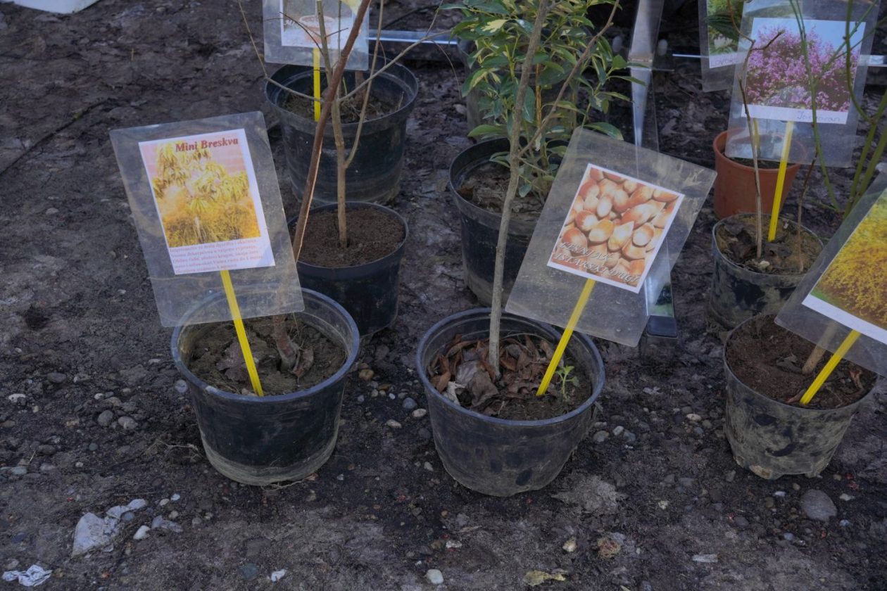 Sajam srijedom 18.2.2026 (29)