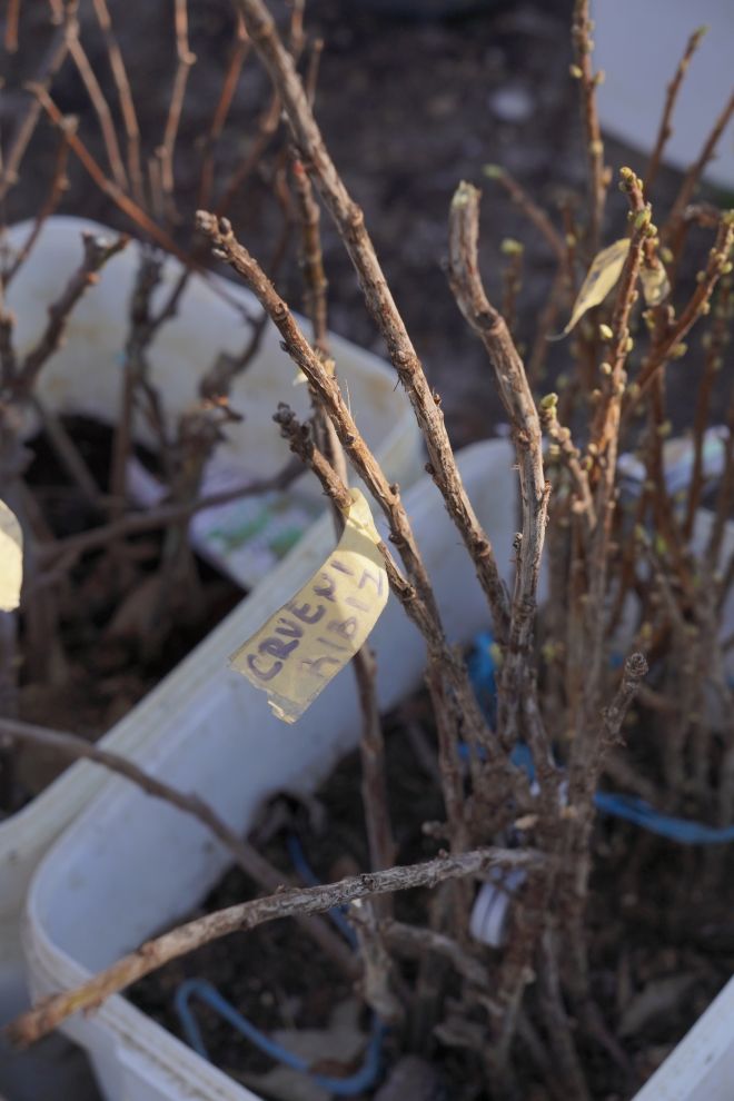 Sajam srijedom 18.2.2026 (32)