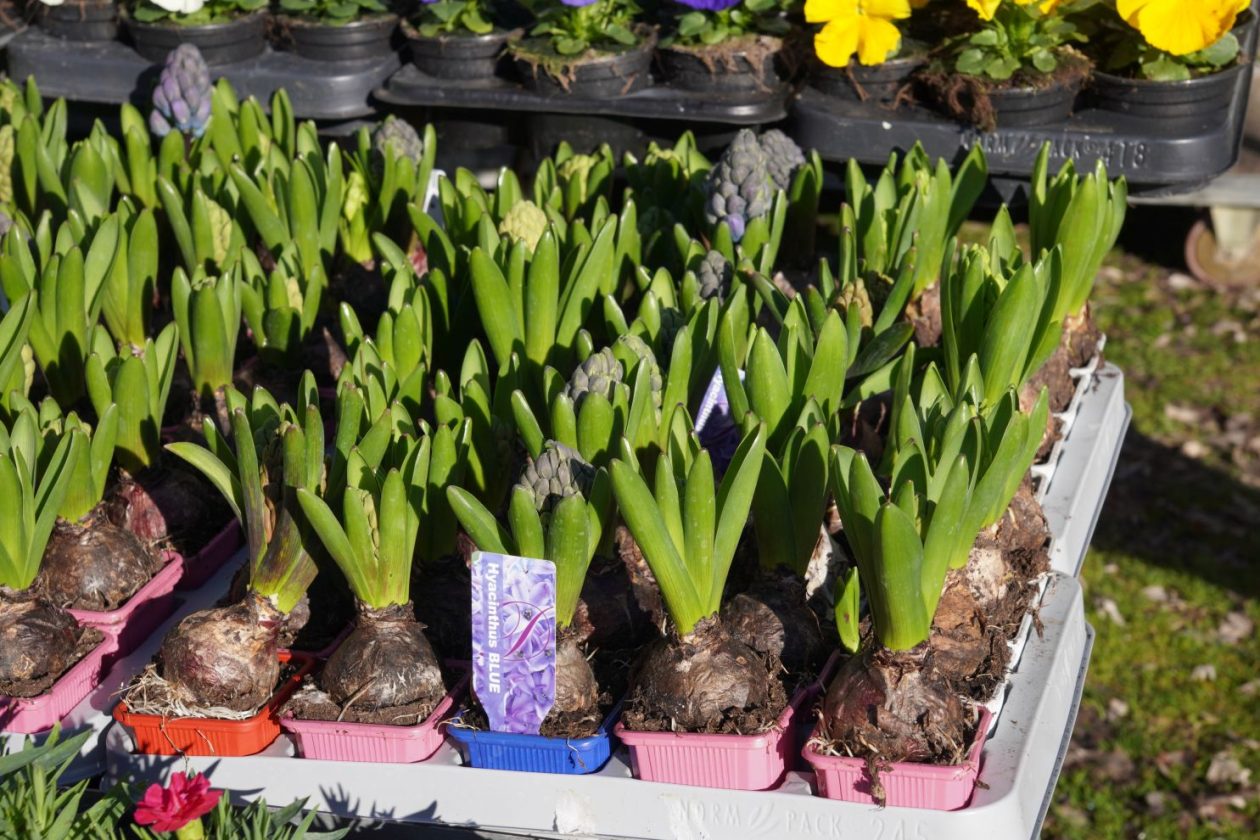 Sajam srijedom 18.2.2026 (54)