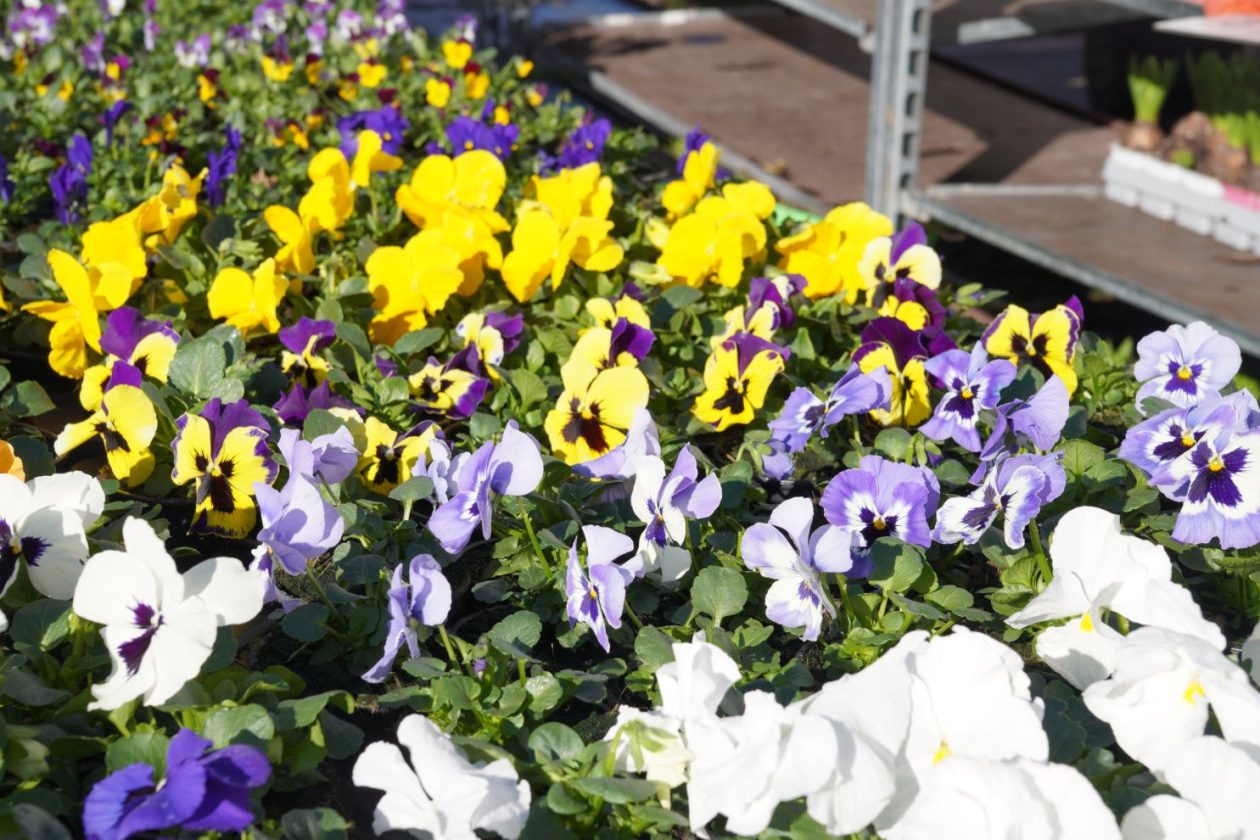 Sajam srijedom 18.2.2026 (55)