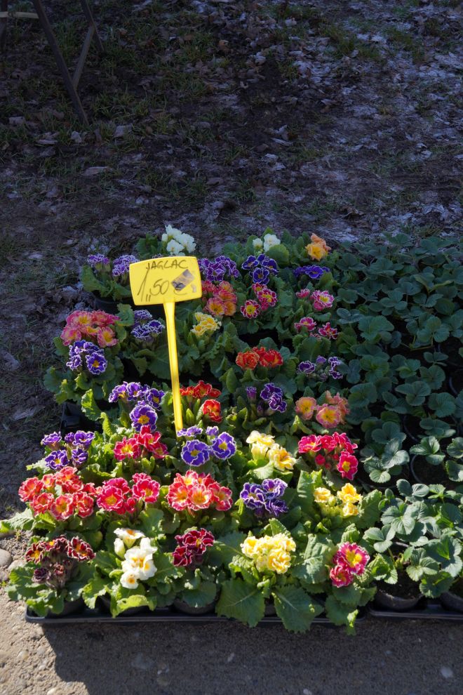 Sajam srijedom 18.2.2026 (58)