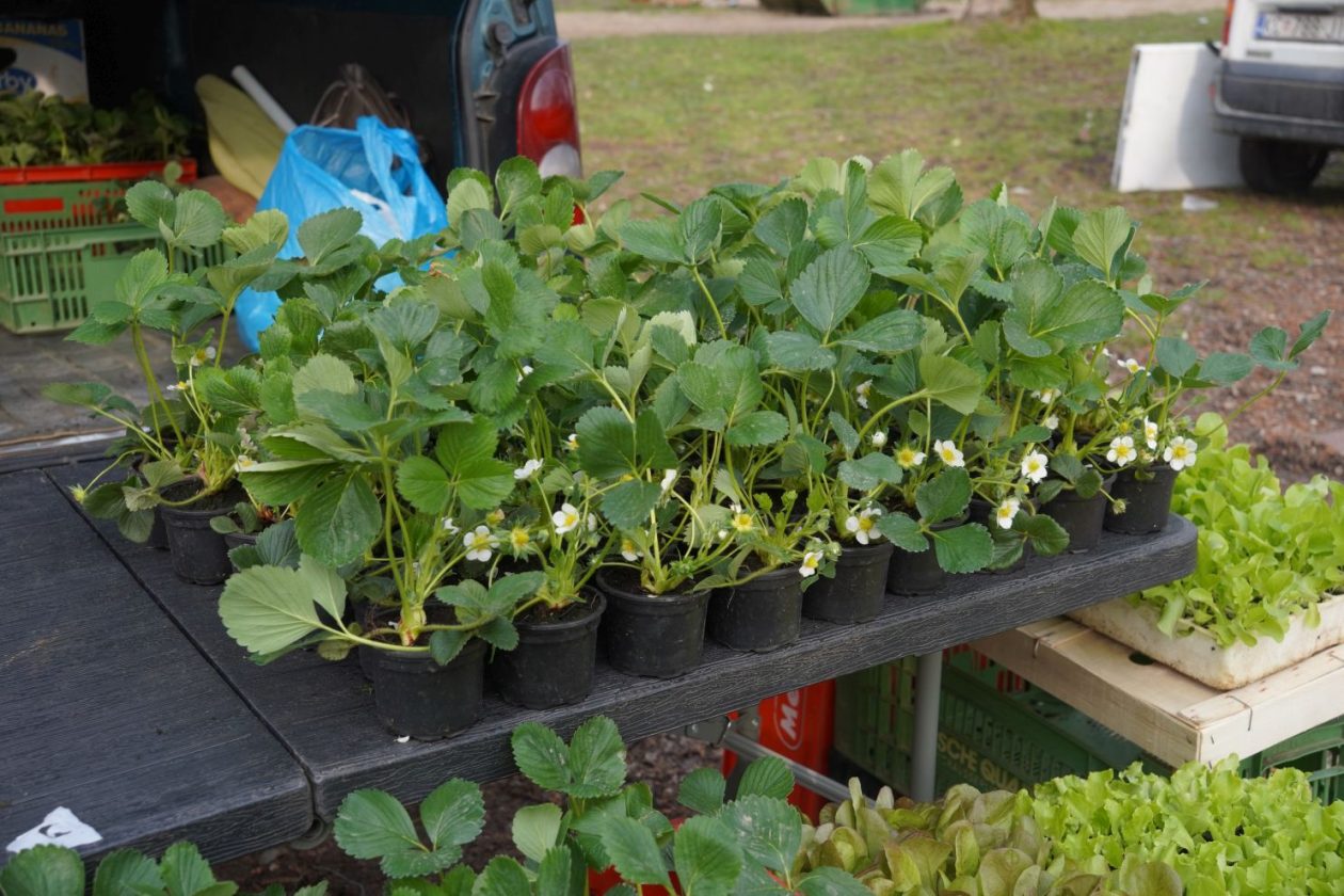 Sajam srijedom 18.3.2026 (19)