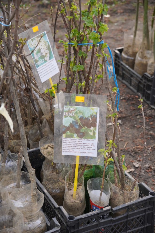 Sajam srijedom 18.3.2026 (23)