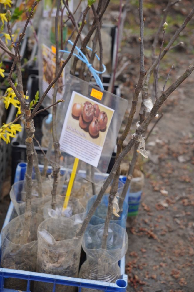 Sajam srijedom 18.3.2026 (24)