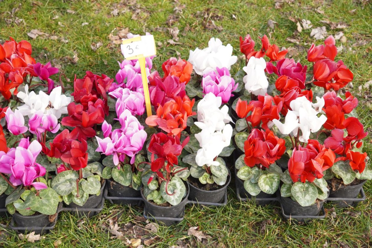 Sajam srijedom 18.3.2026 (35)