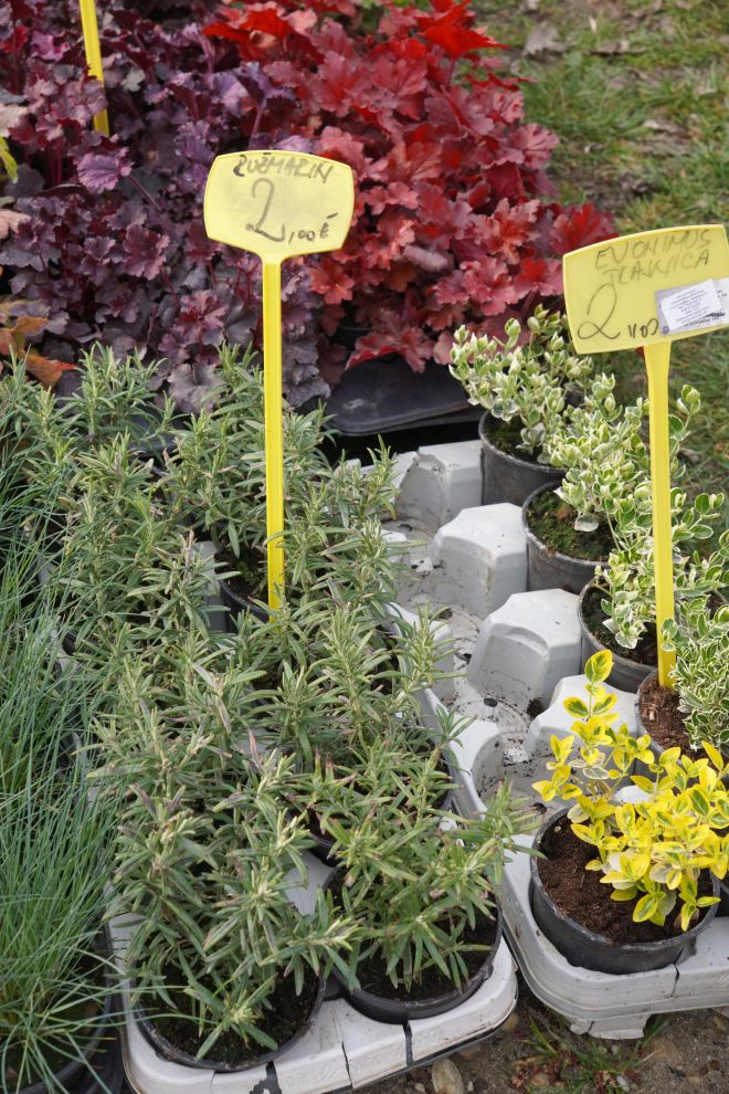 Sajam srijedom 18.3.2026 (38)