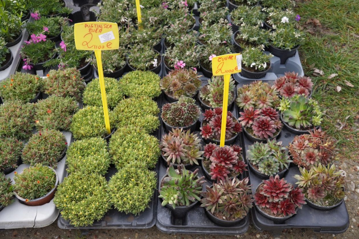 Sajam srijedom 18.3.2026 (39)