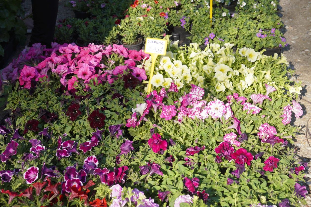 Sajam srijedom 22.4.2026 (27)