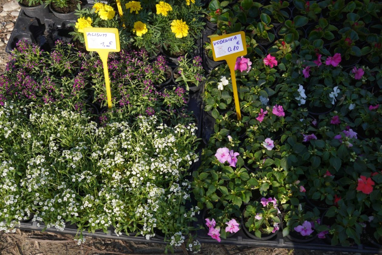 Sajam srijedom 22.4.2026 (28)