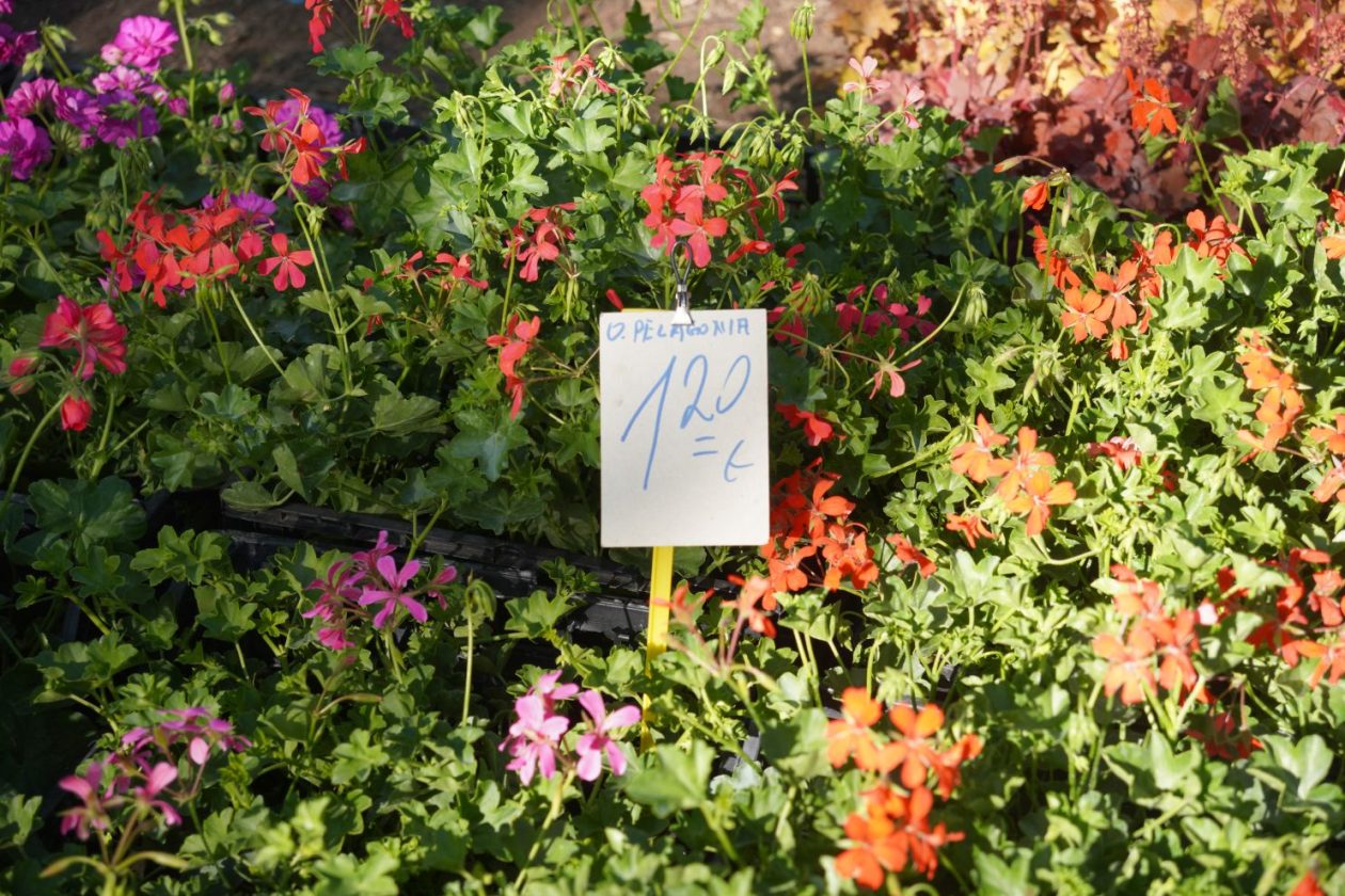 Sajam srijedom 22.4.2026 (32)