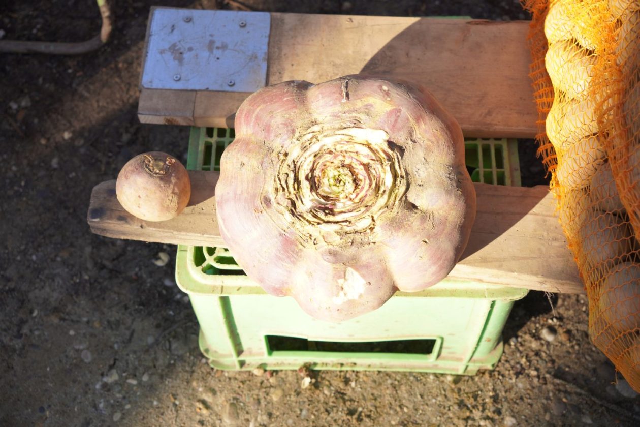 Sajam srijedom 25.2.2026 (17)