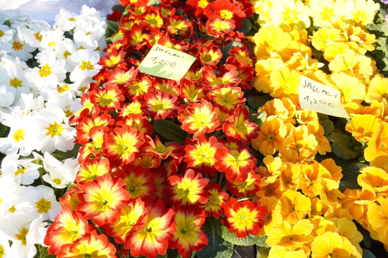 Sajam srijedom 25.2.2026 (8)