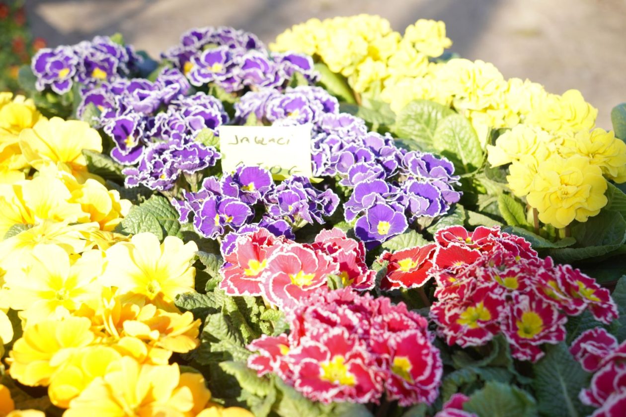 Sajam srijedom 25.2.2026 (9)