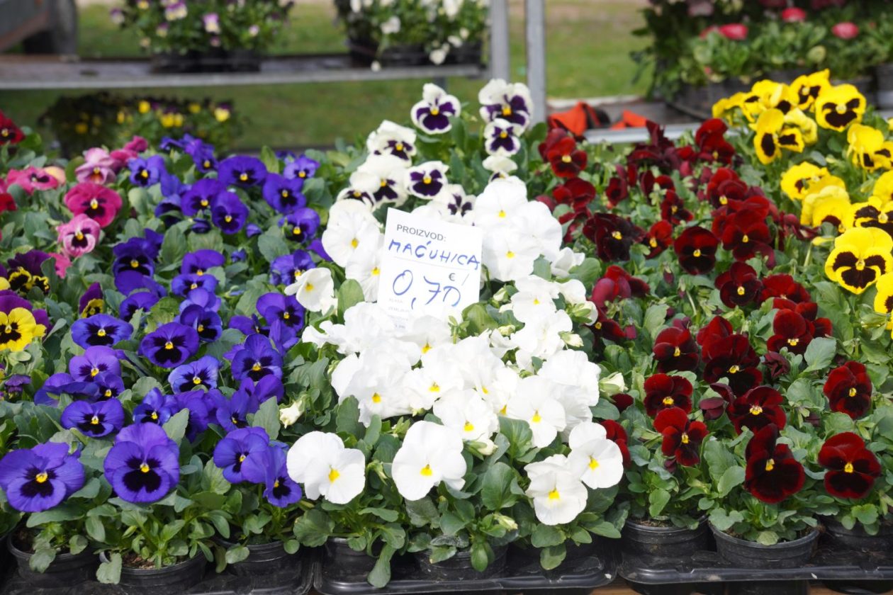 Sajam srijedom 25.3.2026 (11) Sajam srijedom 25.3.2026 (11)