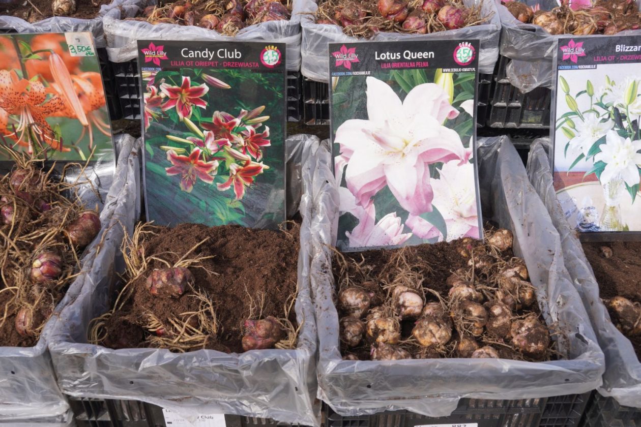 Sajam srijedom 25.3.2026 (17) Sajam srijedom 25.3.2026 (17)