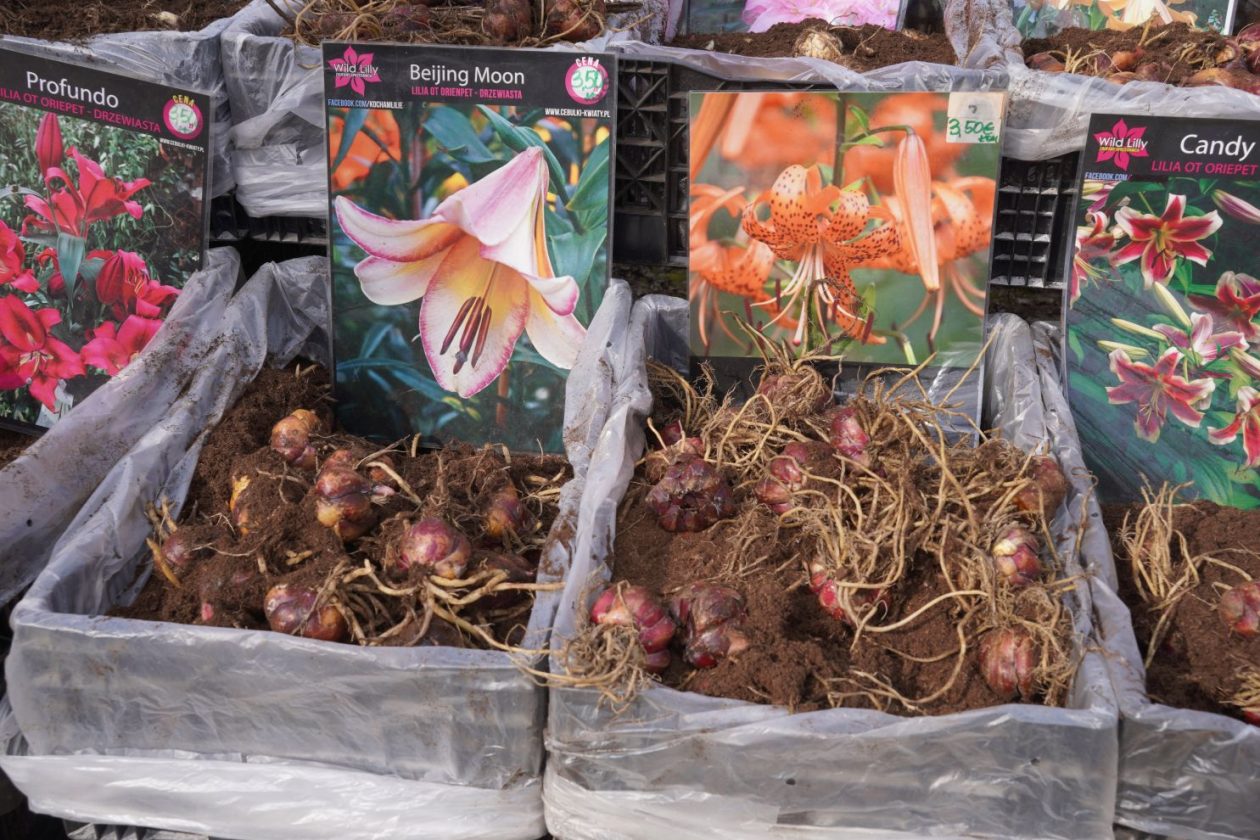 Sajam srijedom 25.3.2026 (18) Sajam srijedom 25.3.2026 (18)