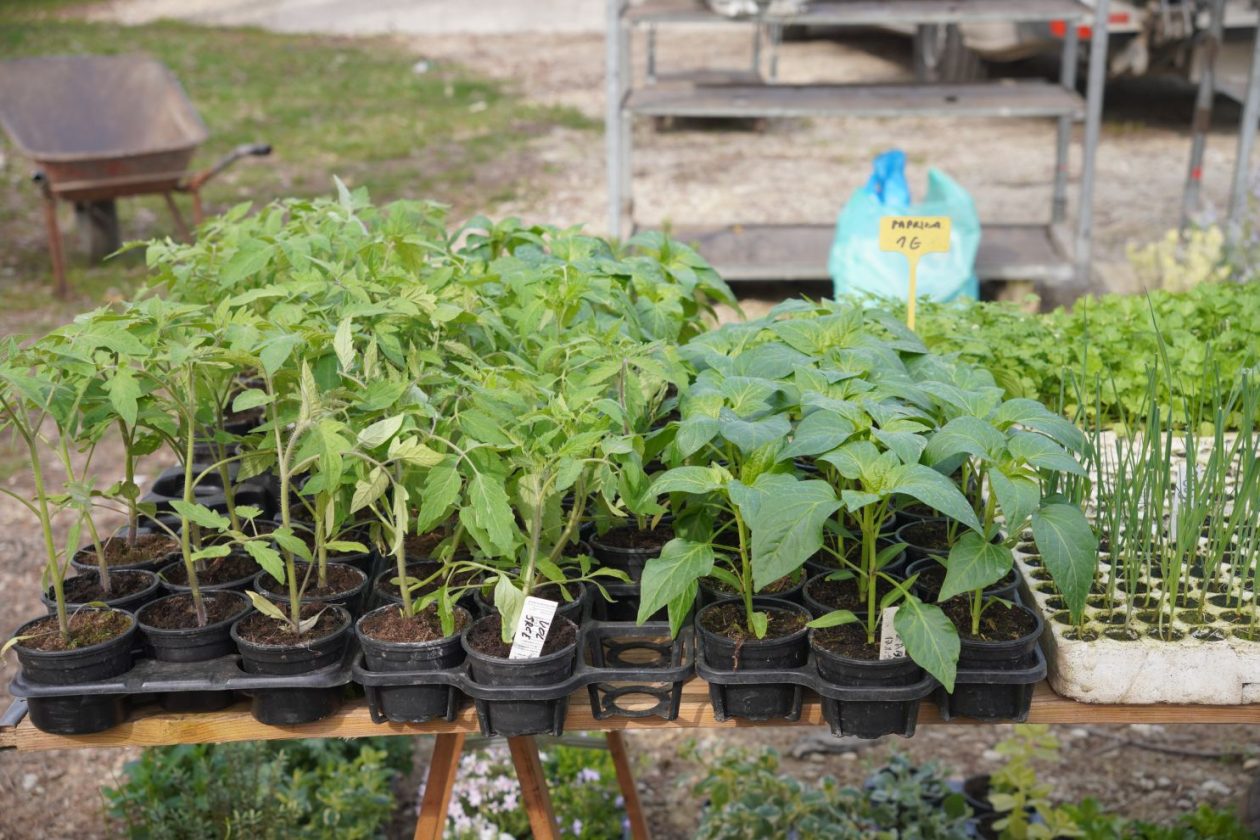 Sajam srijedom 25.3.2026 (8) Sajam srijedom 25.3.2026 (8)