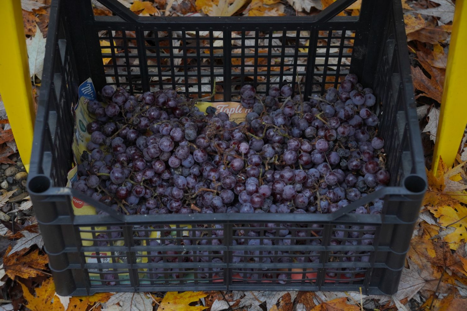 Sajam srijedom 26.11.2025 (2)