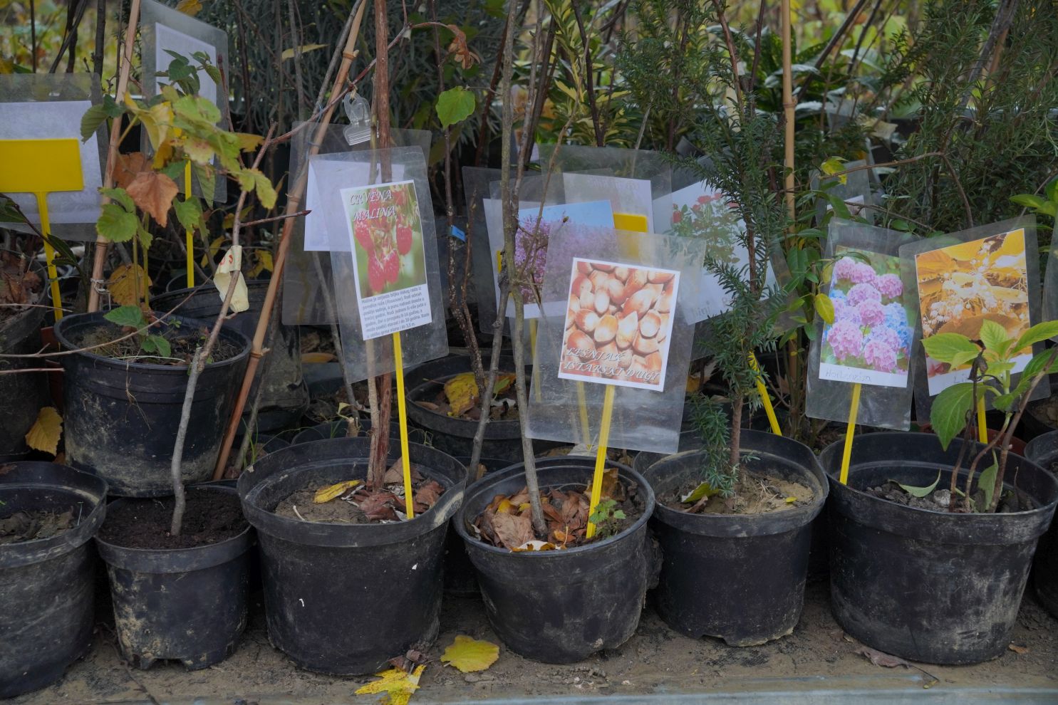 Sajam srijedom 26.11.2025 (7)