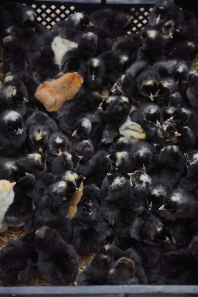 Sajam srijedom 29.4.2026 (2)