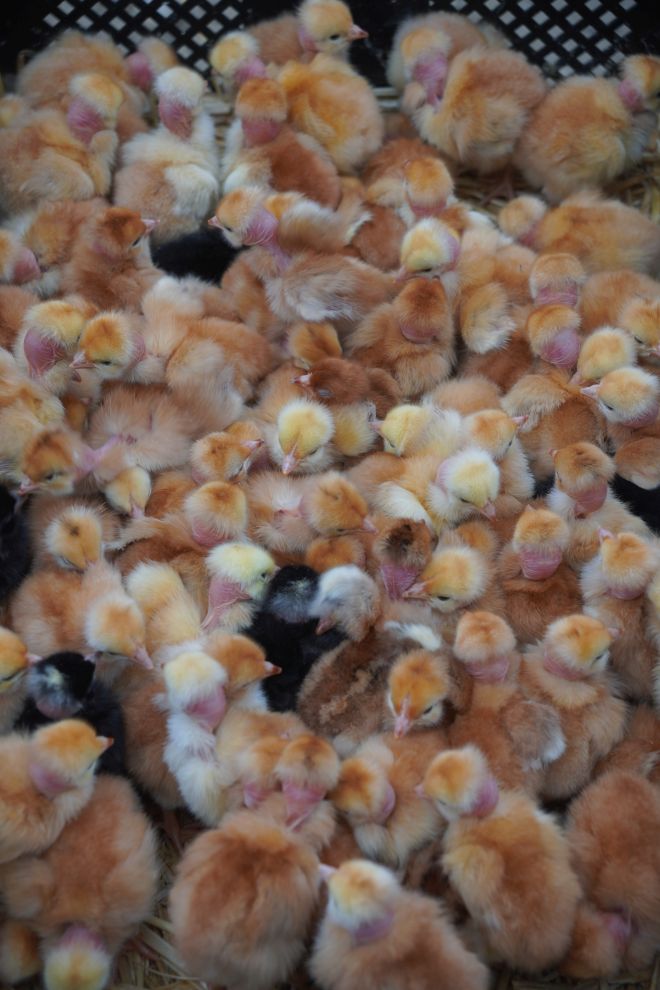 Sajam srijedom 29.4.2026 (3)