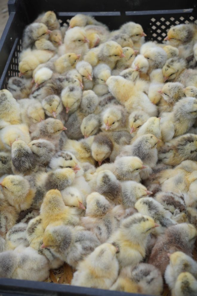 Sajam srijedom 29.4.2026 (4)