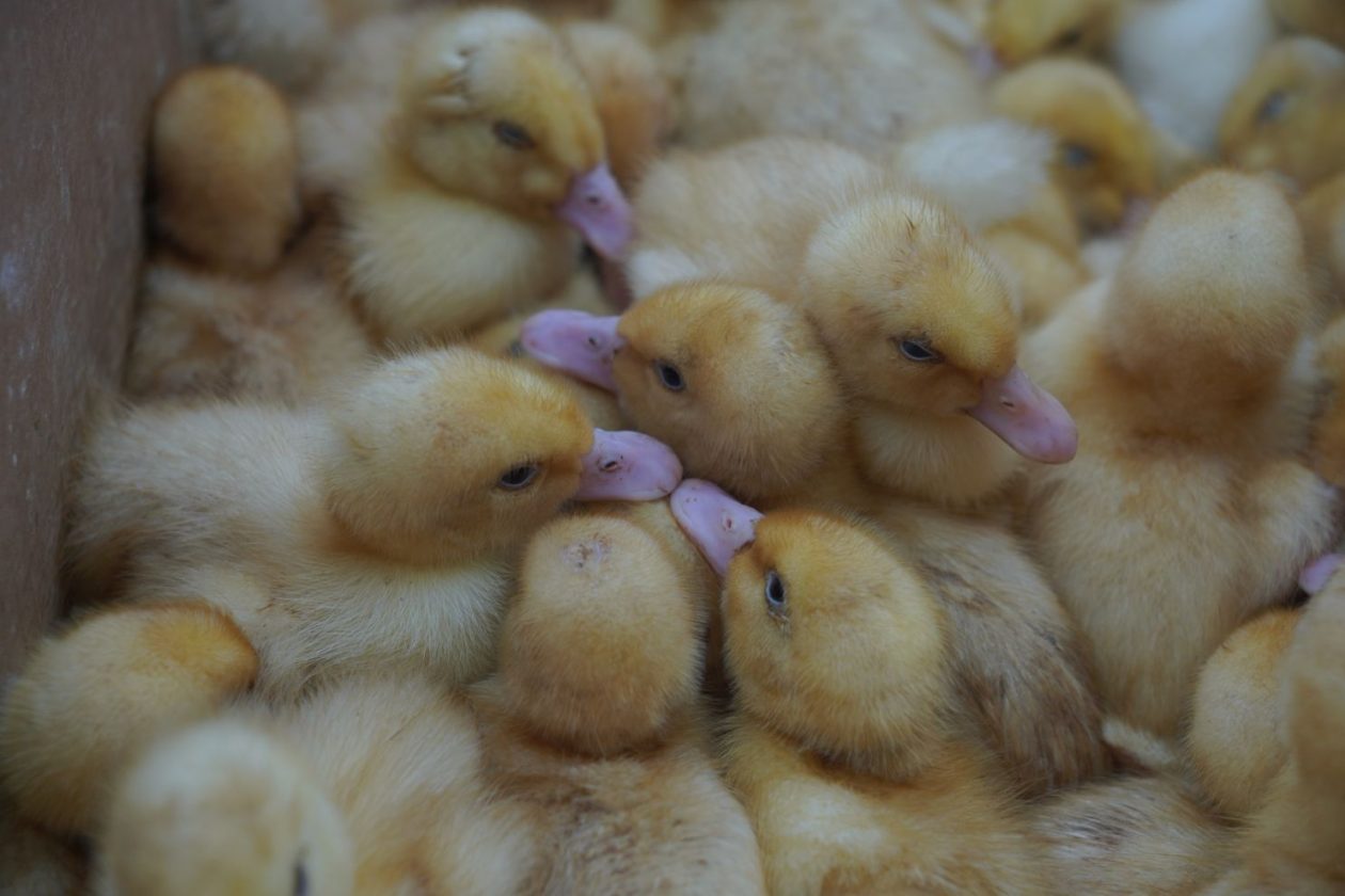 Sajam srijedom 29.4.2026 (5)