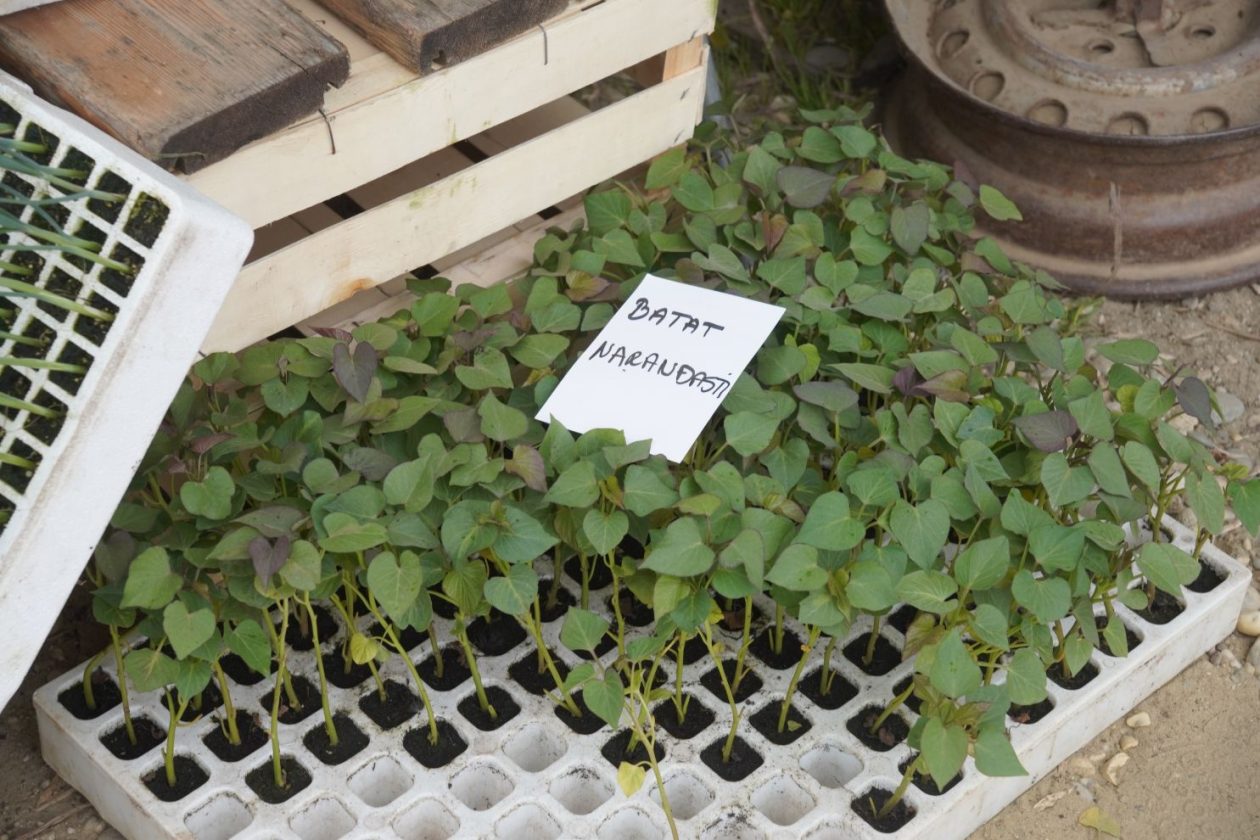 Sajam srijedom 29.4.2026 (50)