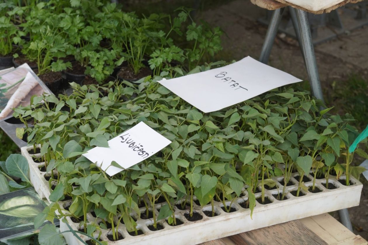 Sajam srijedom 29.4.2026 (51)