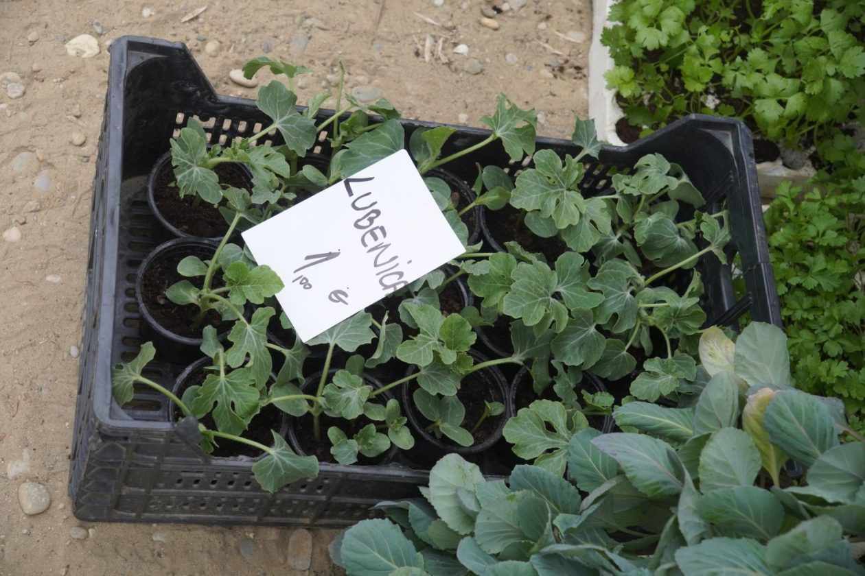 Sajam srijedom 29.4.2026 (53)