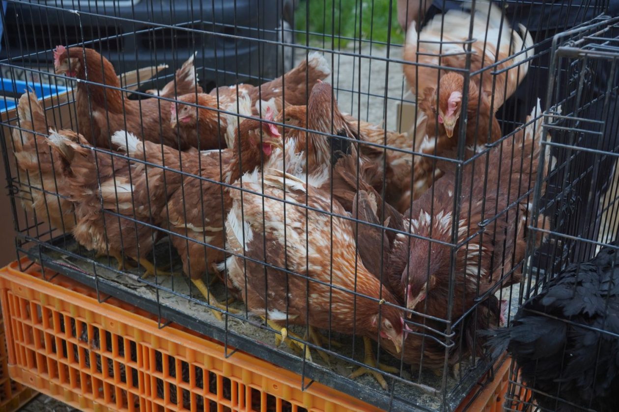 Sajam srijedom 29.4.2026 (6)